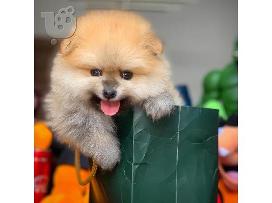 PoulaTo: άνδρες και γυναίκες Pomeranian